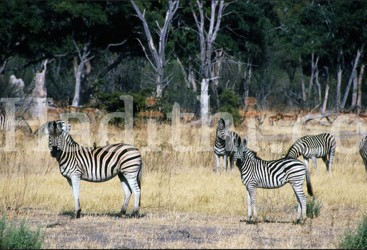 The Unique Charm of African Zebras in the Savanna